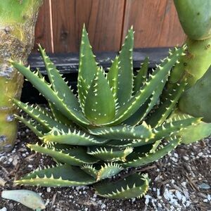 Golden Toothed Aloe - Aloe Nobilis “9” Wide